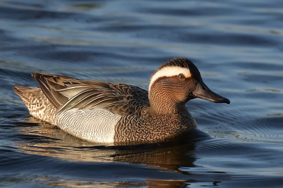 Garganey