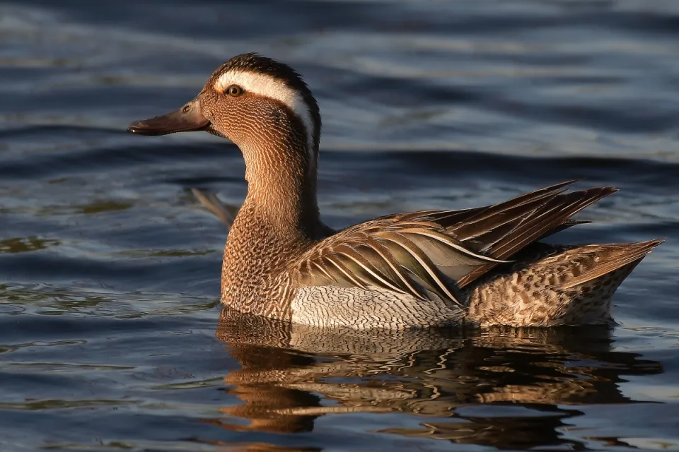 Garganey