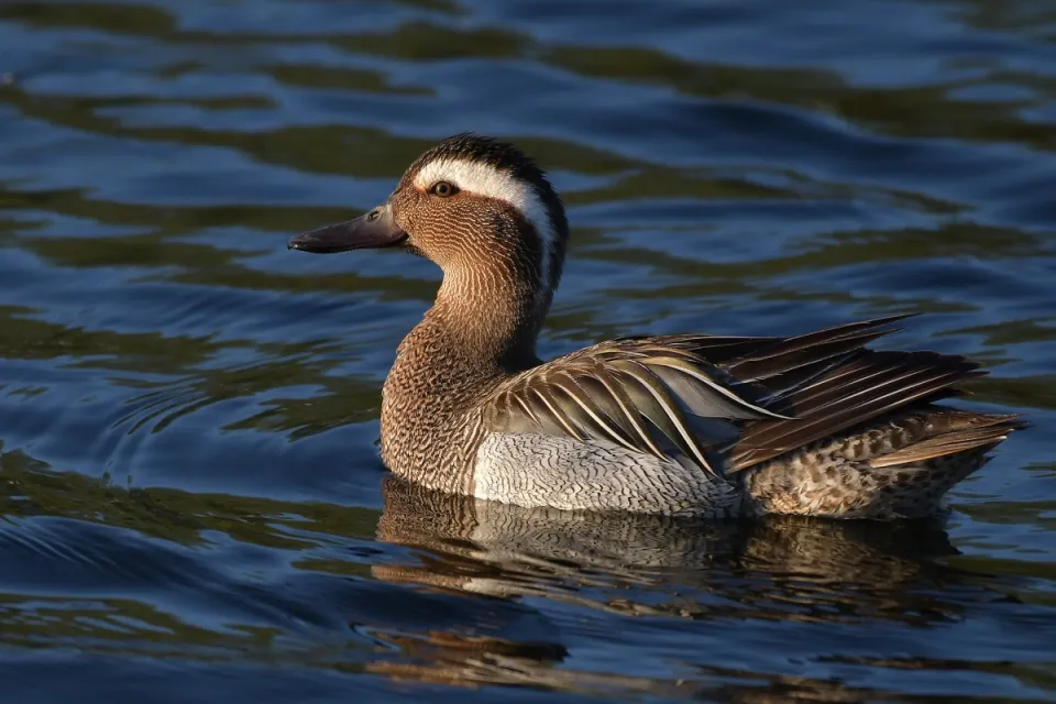 Garganey