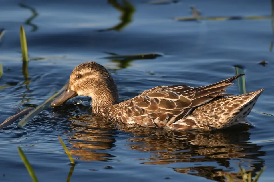 Garganey