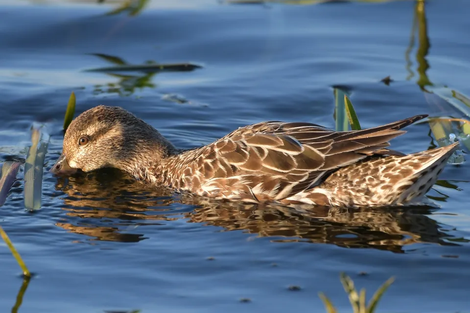 Garganey