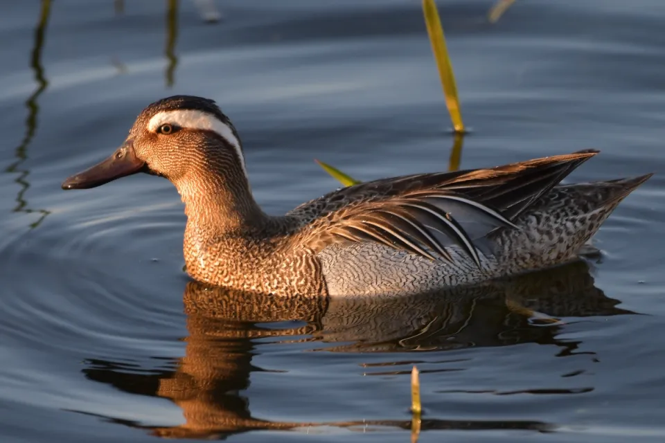 Garganey