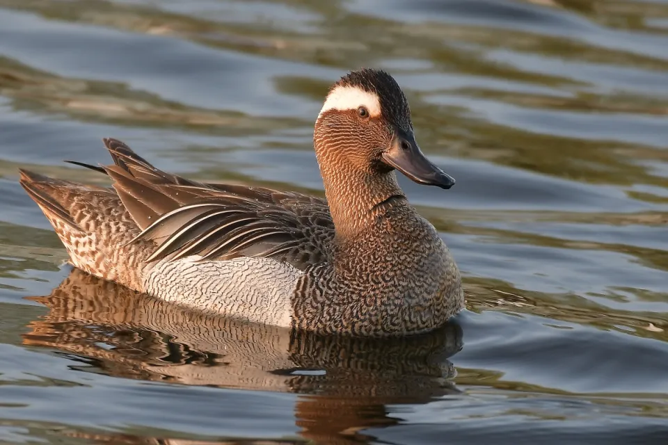 Garganey
