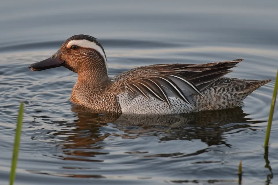 Garganey