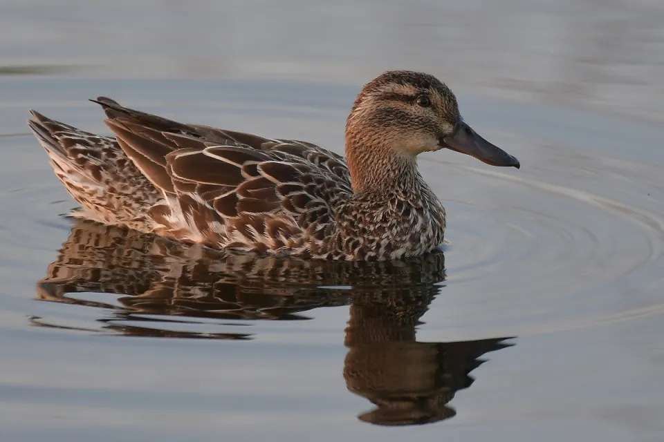 Garganey