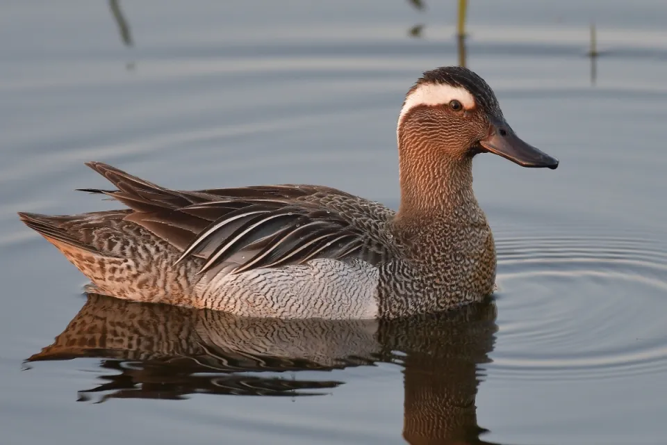 Garganey