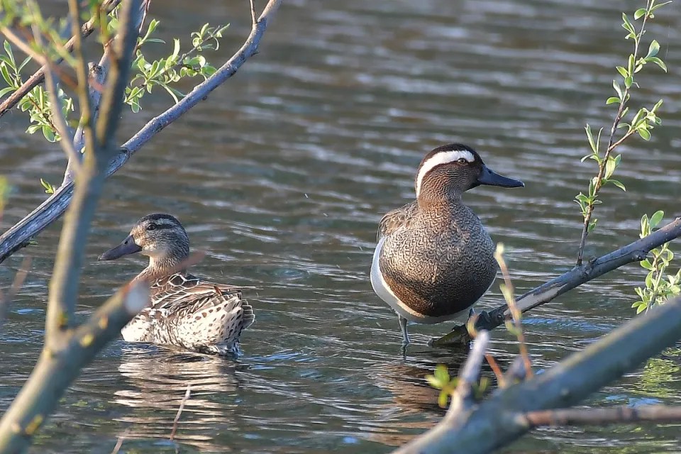Garganey