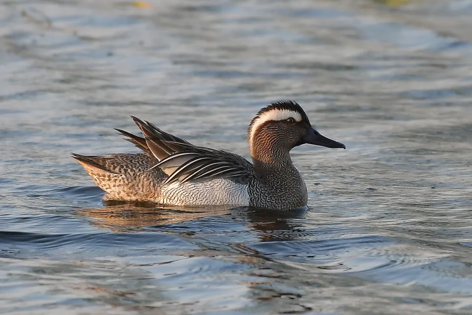 Garganey