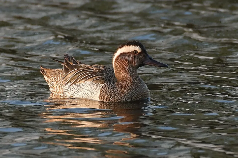 Garganey