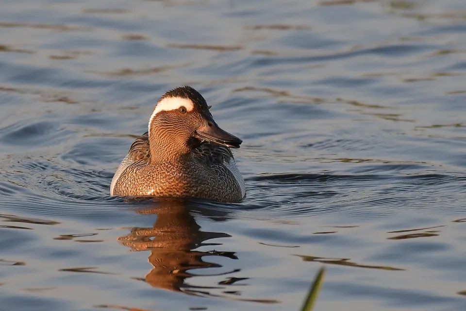 Garganey