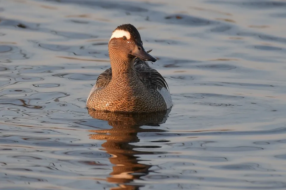 Garganey
