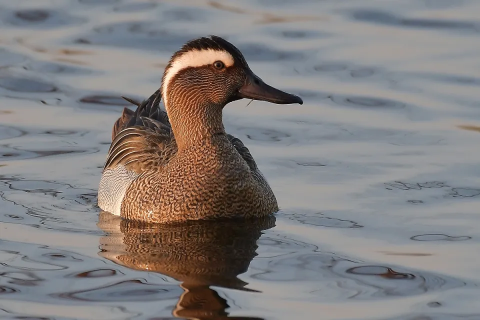 Garganey