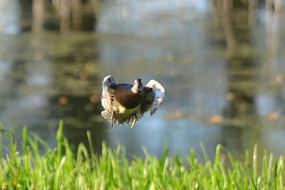 Garganey