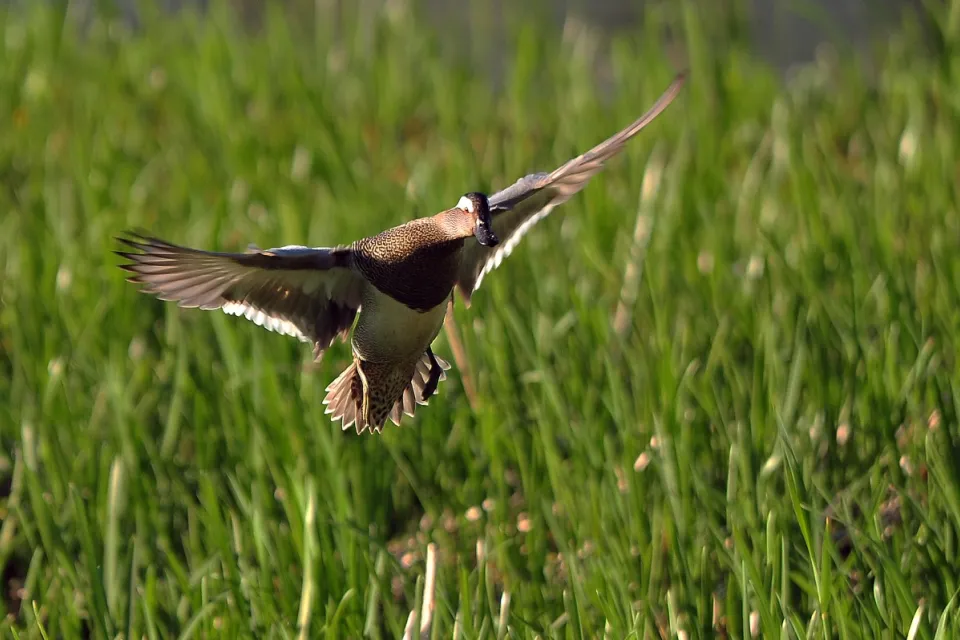 Garganey