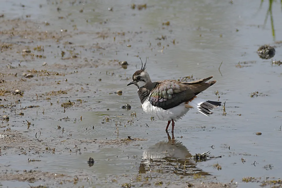 Vanellus vanellus