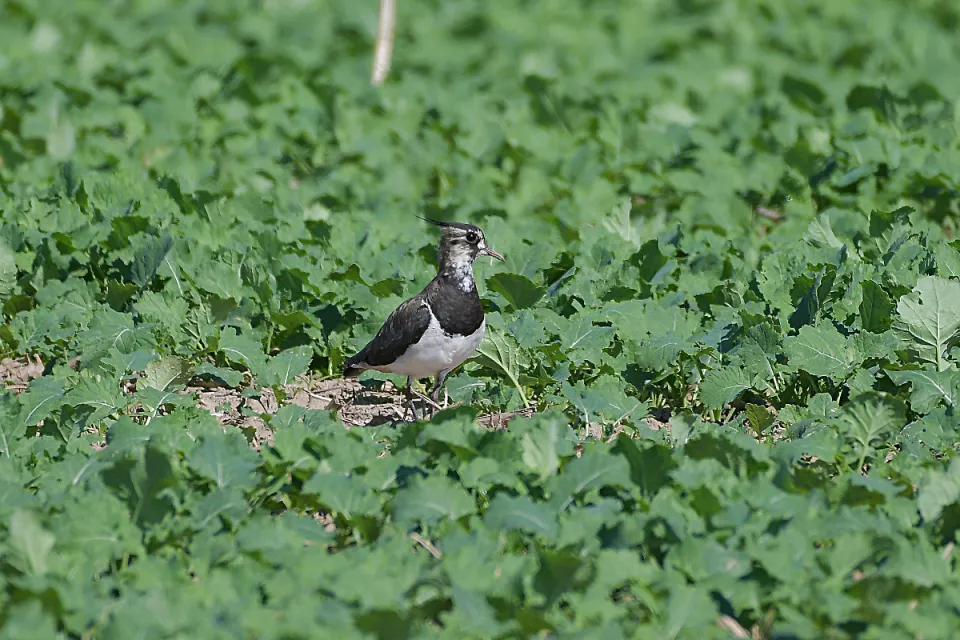 Vanellus vanellus