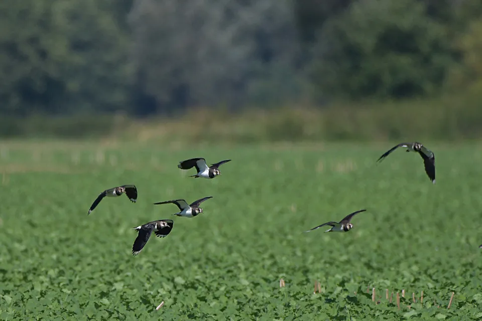 Vanellus vanellus