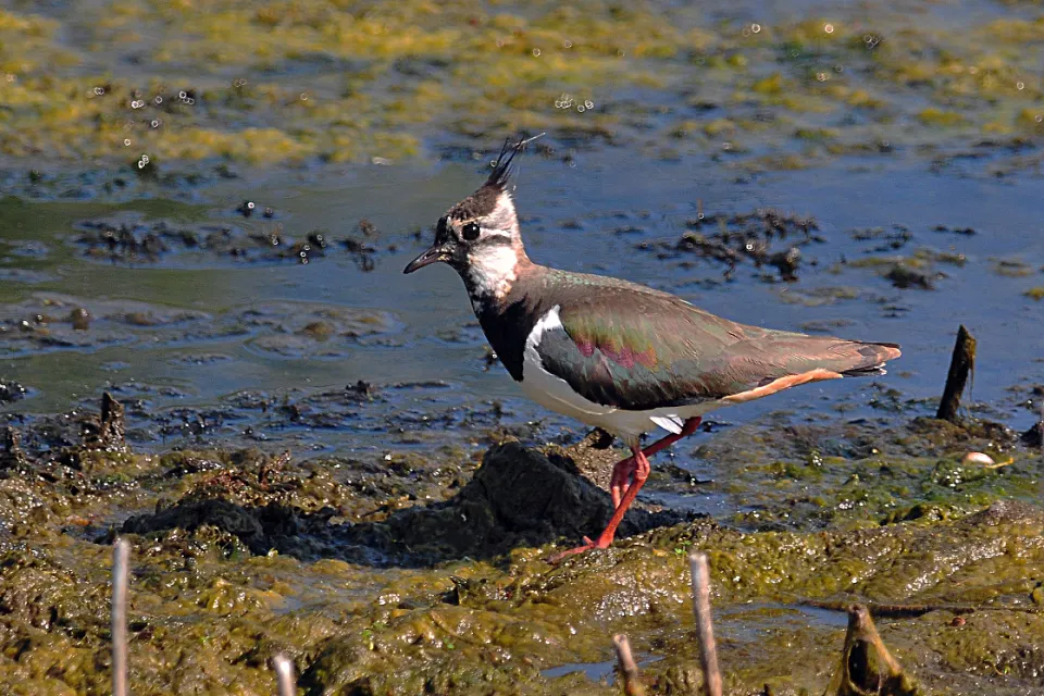 Vanellus vanellus