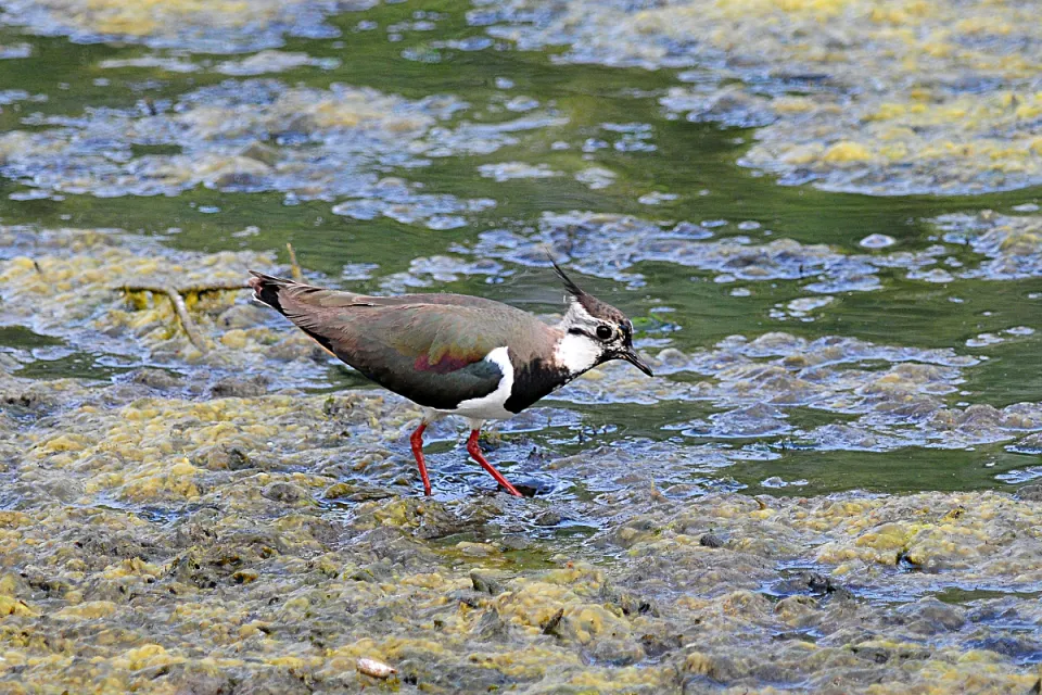 Vanellus vanellus