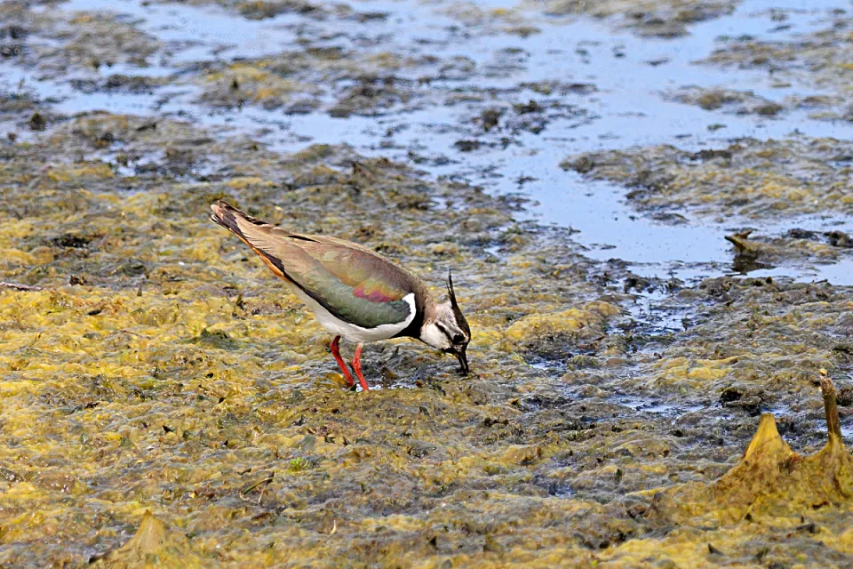Vanellus vanellus