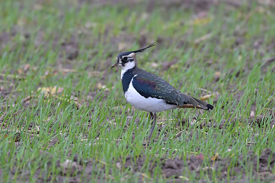 Vanellus vanellus