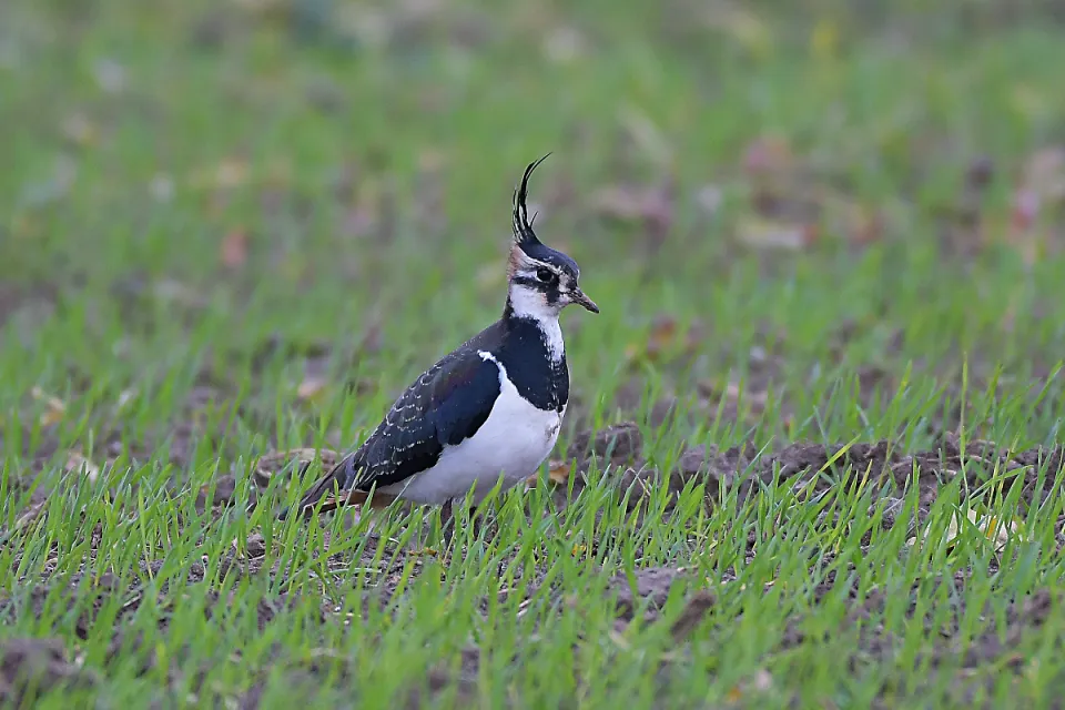 Vanellus vanellus