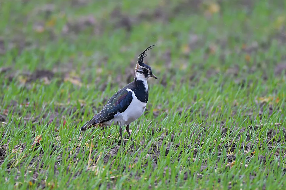 Vanellus vanellus