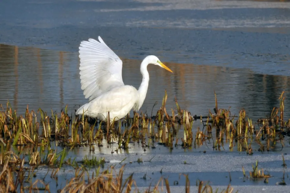 Ardea alba