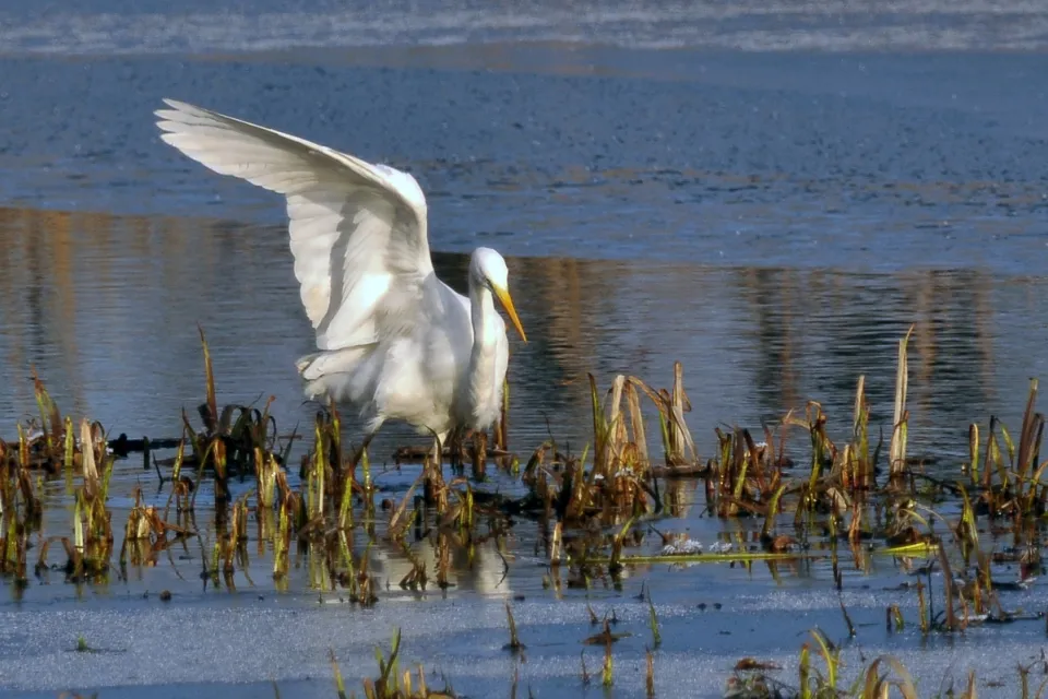 Ardea alba