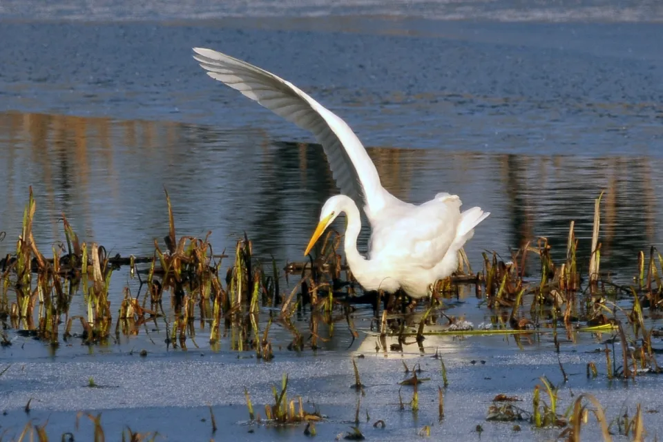 Ardea alba