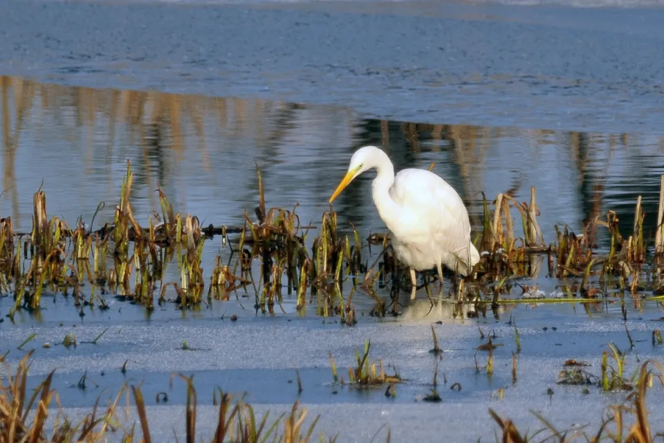 Ardea alba