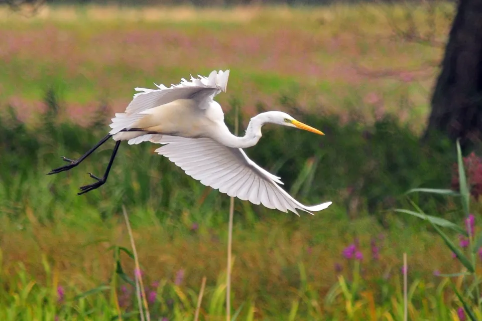 Ardea alba