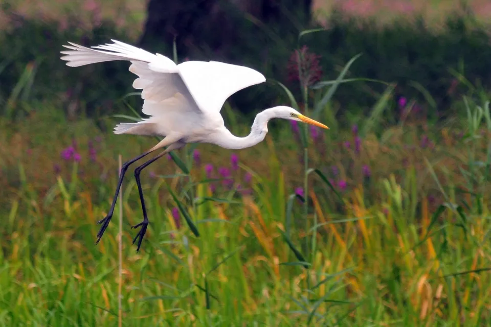 Ardea alba