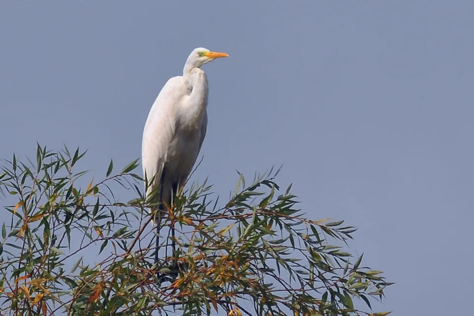 Ardea alba