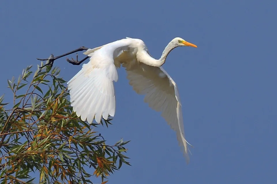 Ardea alba