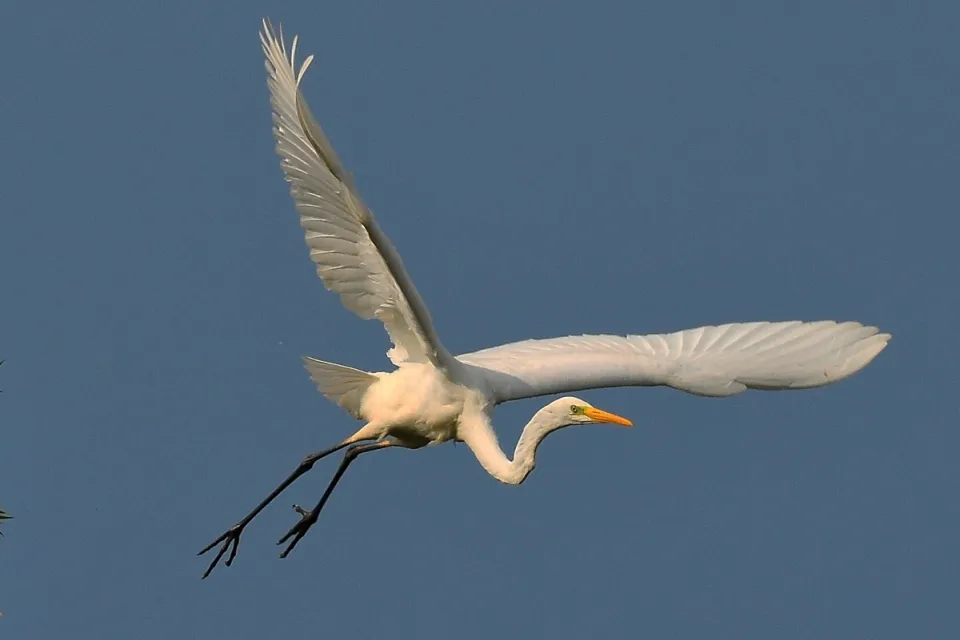Ardea alba