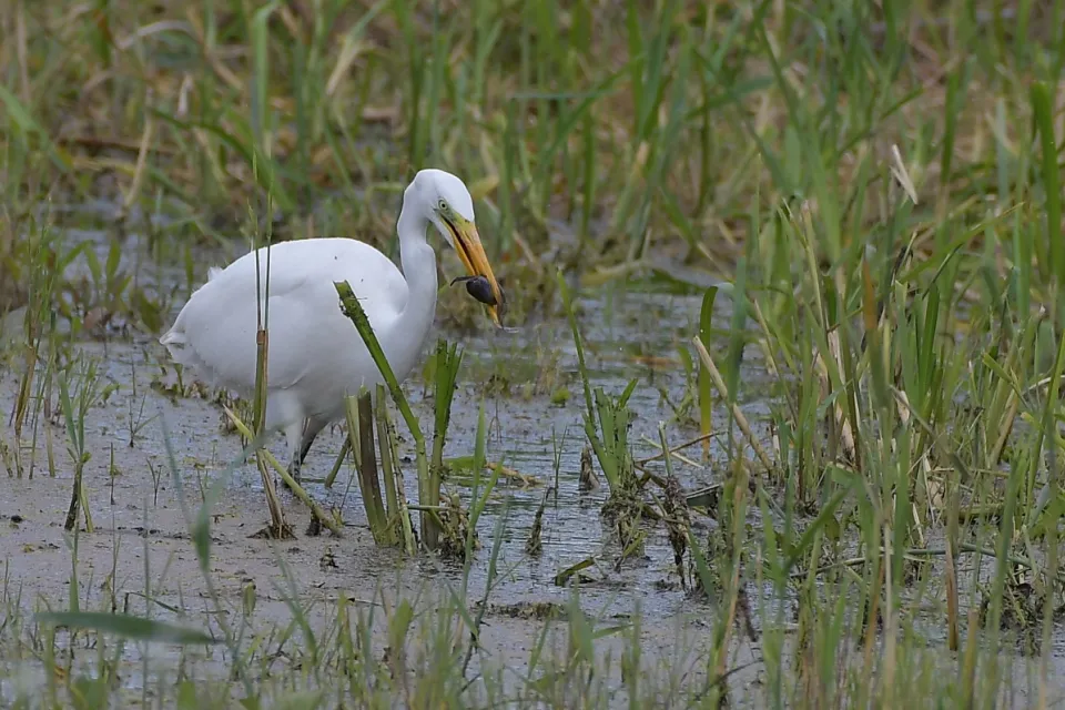 Ardea alba