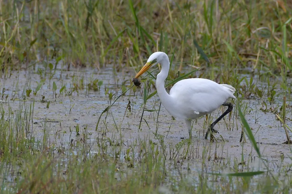Ardea alba