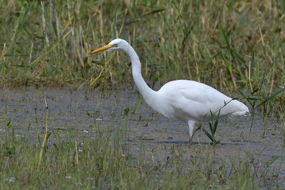 Ardea alba
