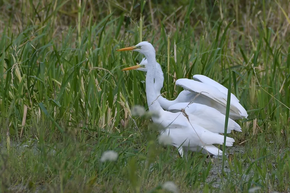Ardea alba