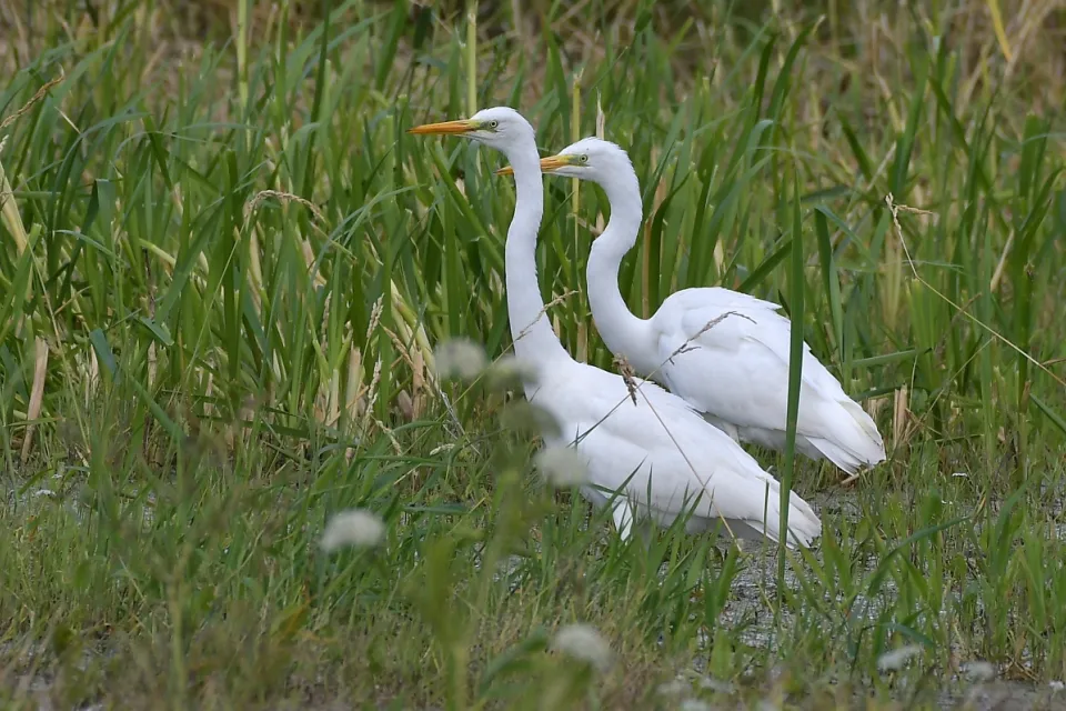 Ardea alba