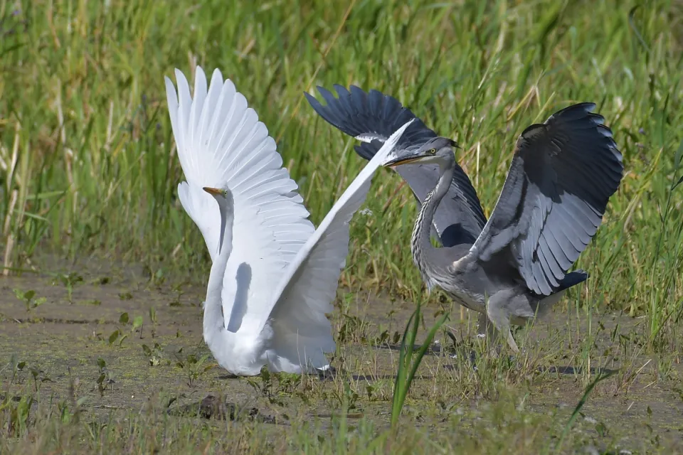 Ardea alba