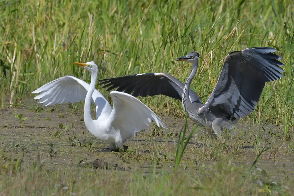 Ardea alba