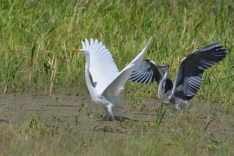 Ardea alba