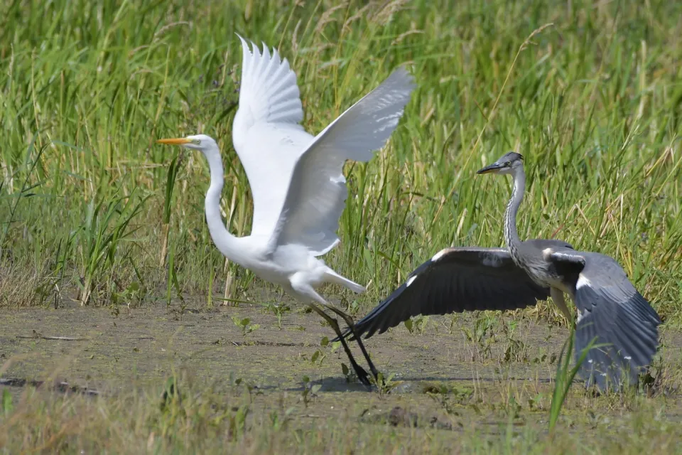 Ardea alba