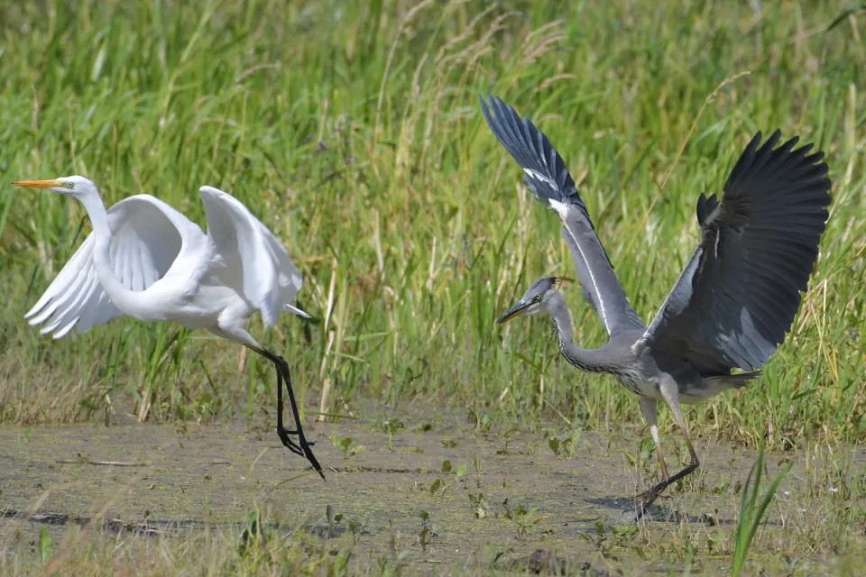 Ardea alba