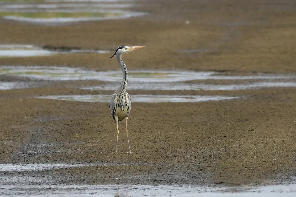 Ardea cinerea