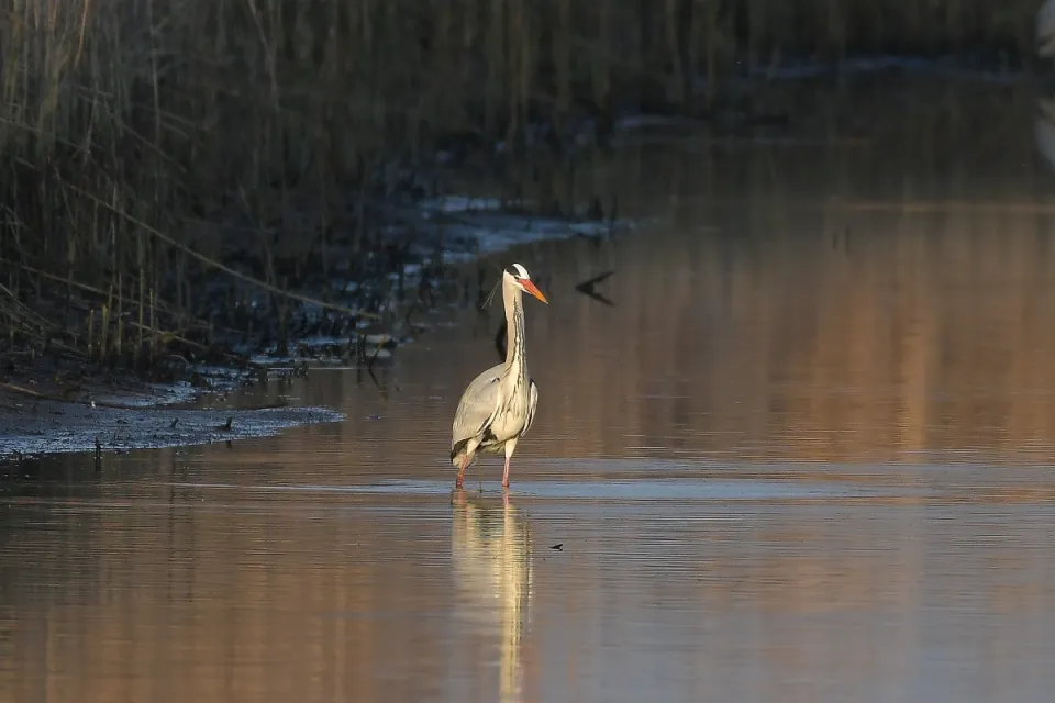 Ardea cinerea