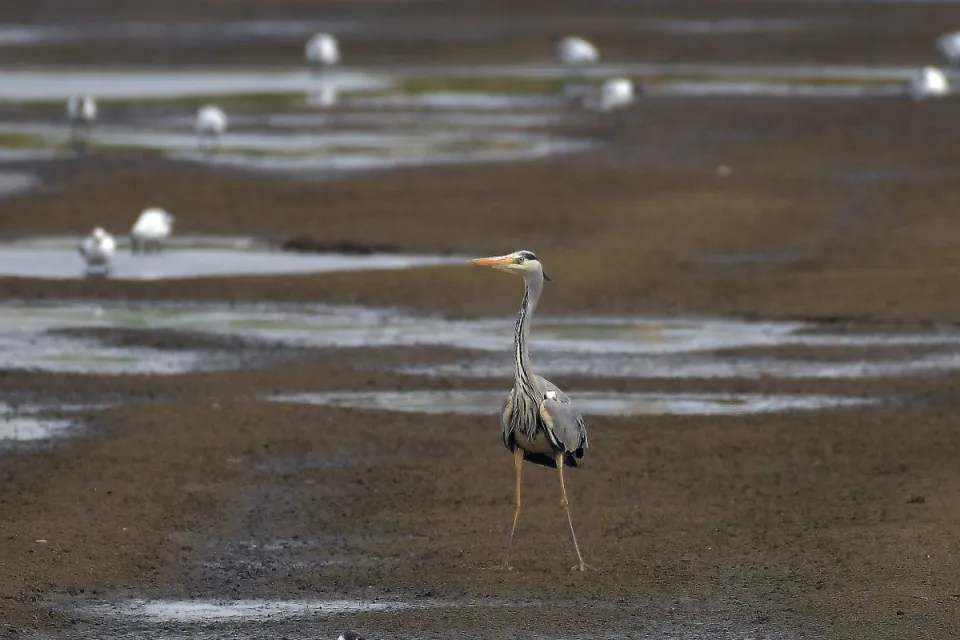 Ardea cinerea