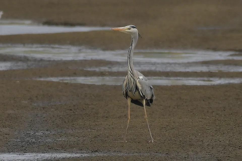 Ardea cinerea
